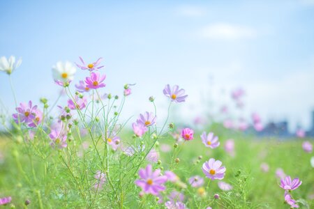 Cosmos flower