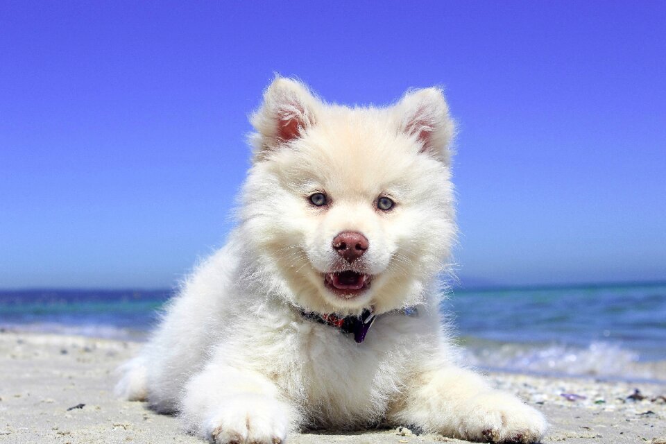 Finnish lapphund puppy dog