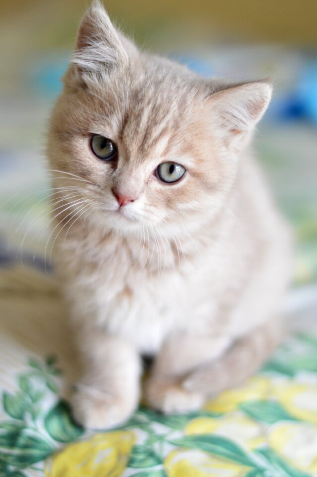 Kitten cat animal