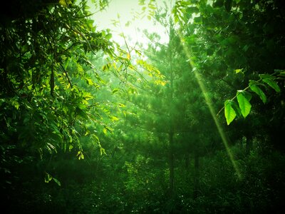 Green forest