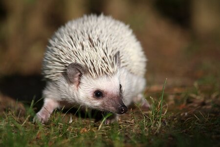 Hedgehog animal