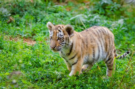 Siberian tiger cub photo