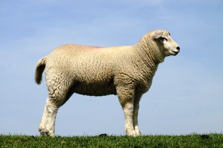 Sheep animal