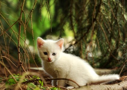 White cat kitten photo