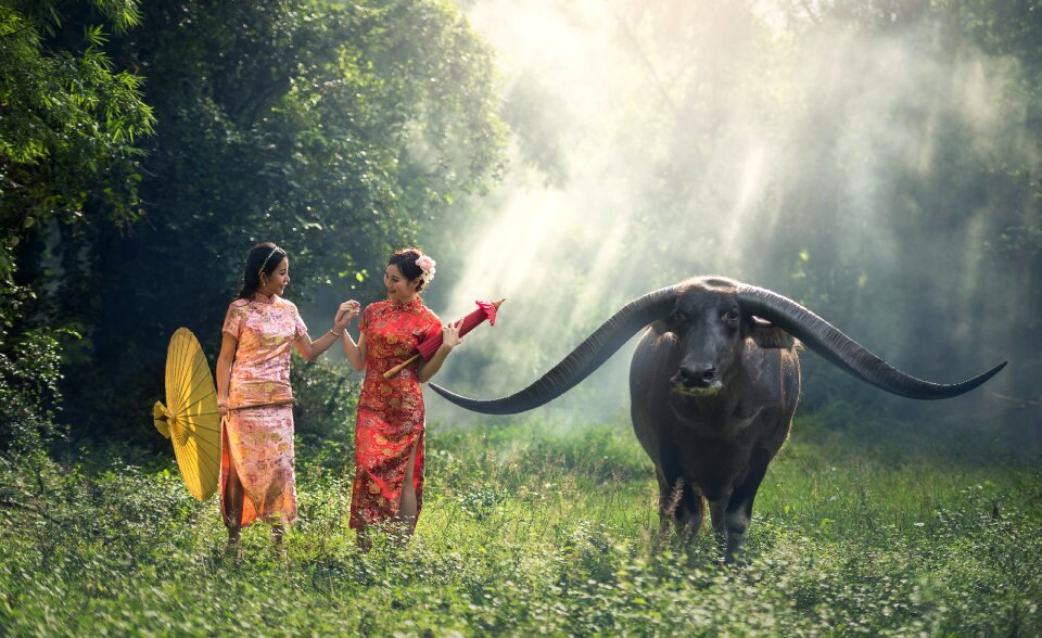 Women cheongsam water buffalo
