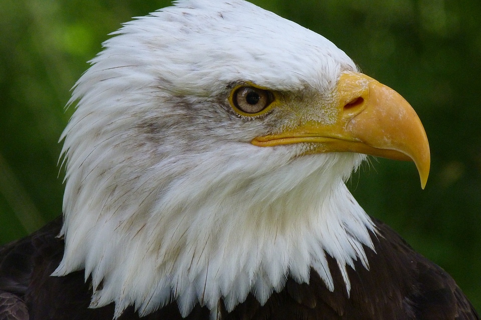 Bald eagles adler animal