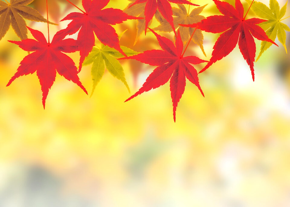 Maple autumn leaves