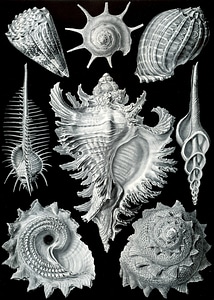 Murex pecten prosobranchia haeckel chicoreus ramosus