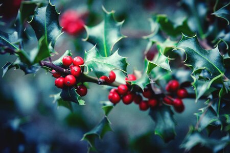 Christmas holly