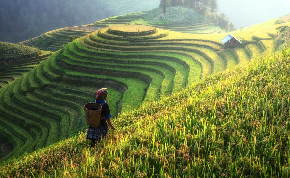 Terraced rice fields