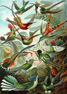 Haeckel swifts apodiformes