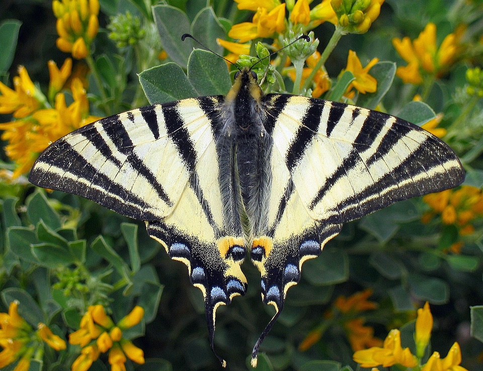 Swallowtail butterflies papilionidae wing