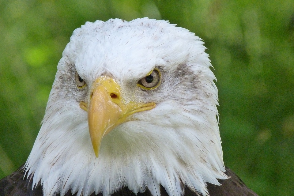 Bird of prey heraldic animal bird