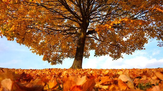 Autumn leaves tree