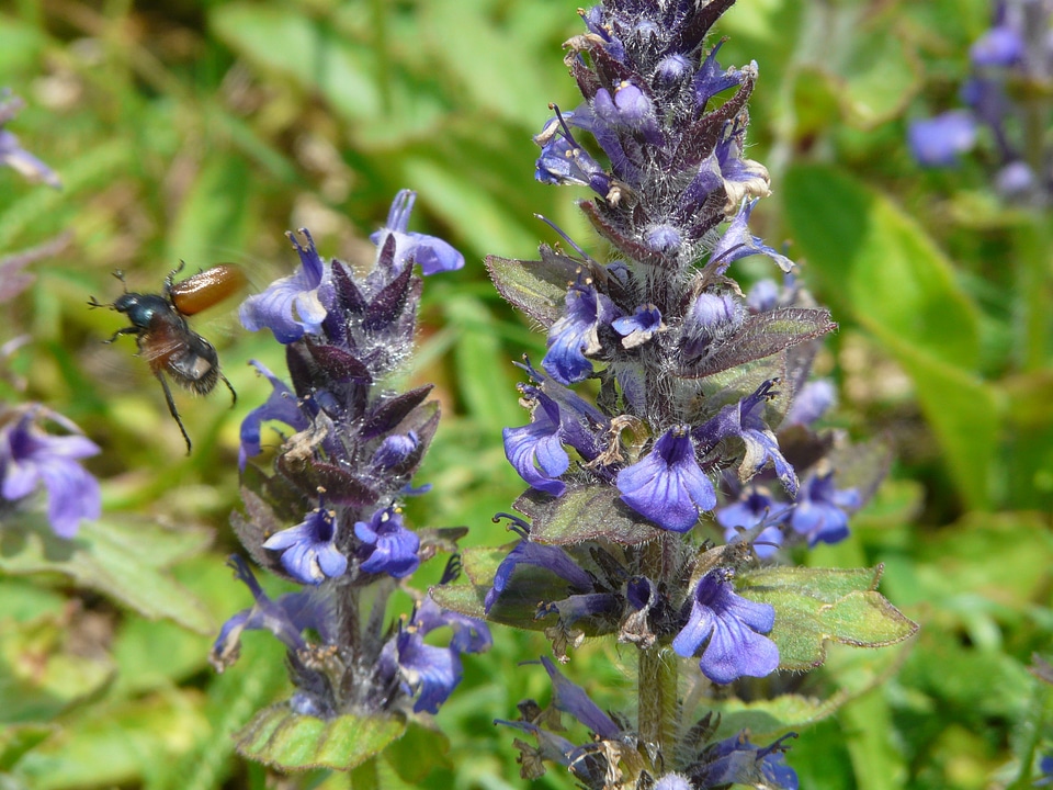 Bugle ajuga lamiaceae