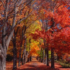 Allee autumn trees