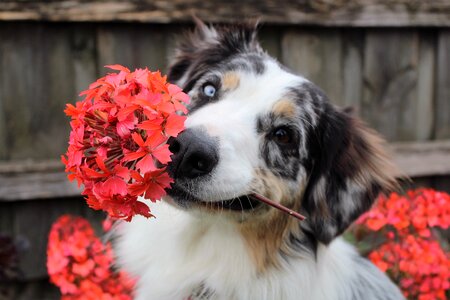 Australian shepherd dog