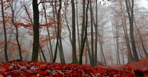 Autumn forest fog photo