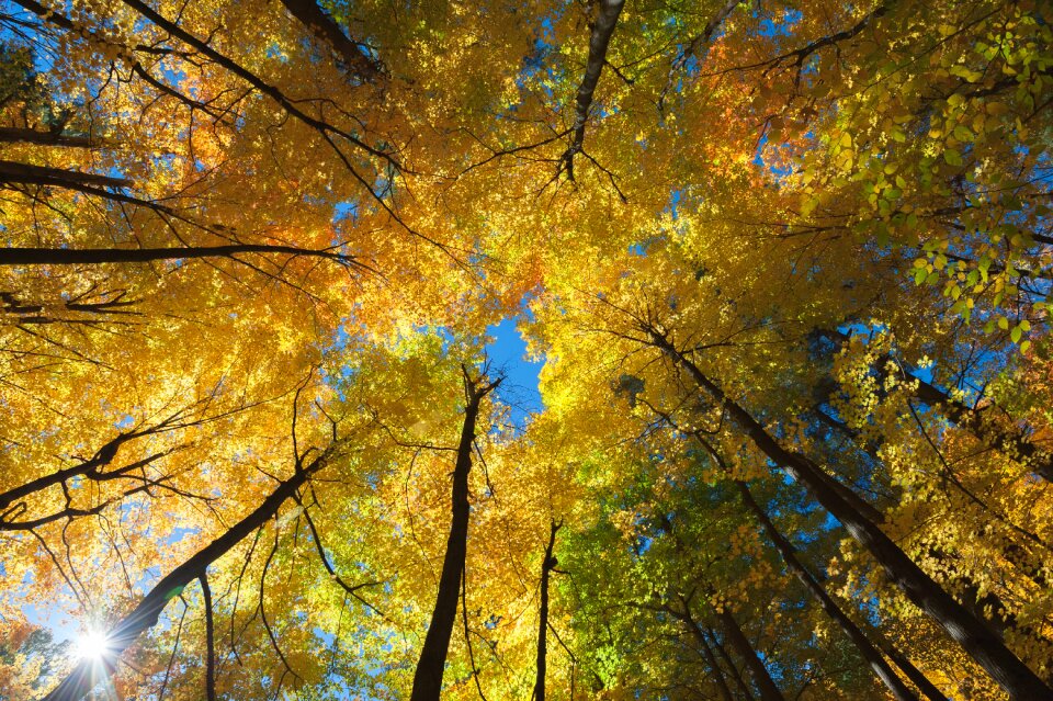 Autumn leaves forest trees photo