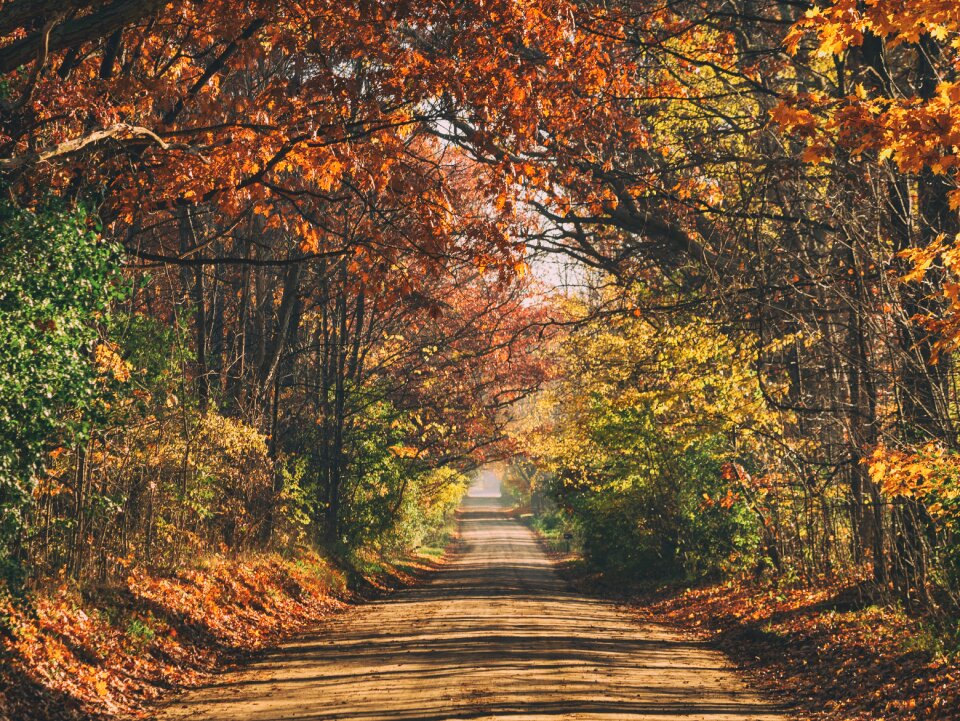 Autumn trees road photo