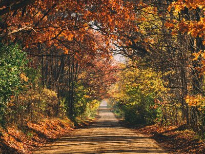 Autumn trees road