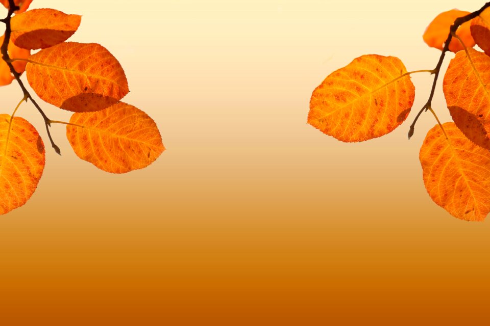 Autumn leaves background