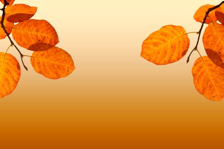 Autumn leaves background
