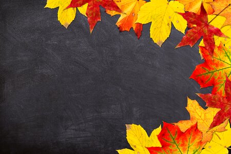 Autumn leaves blackboard