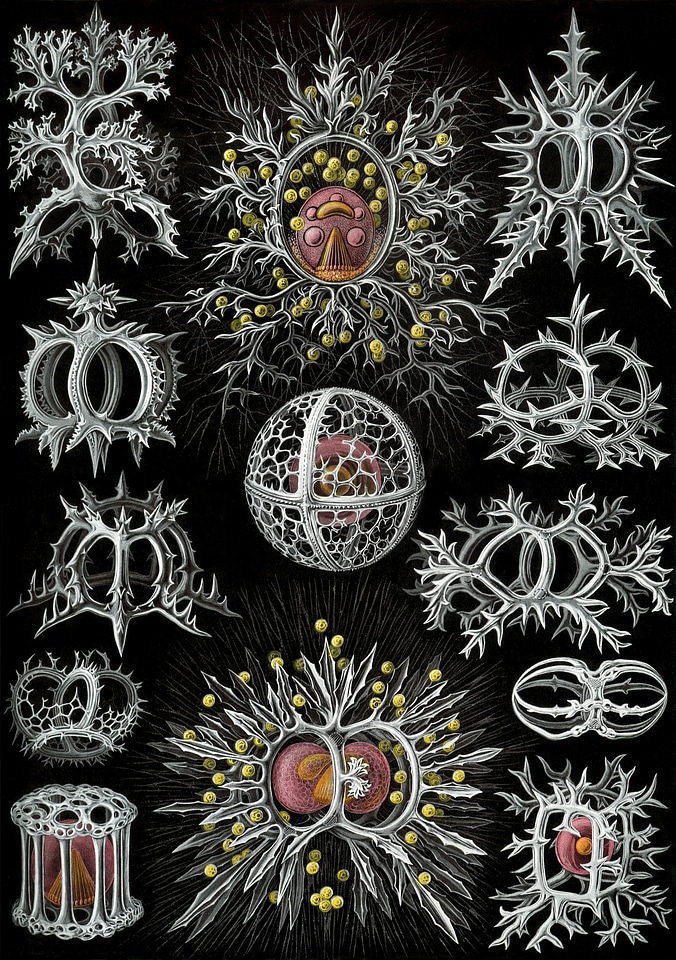 Stephoidea haeckel endoskeleton