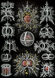 Stephoidea haeckel endoskeleton
