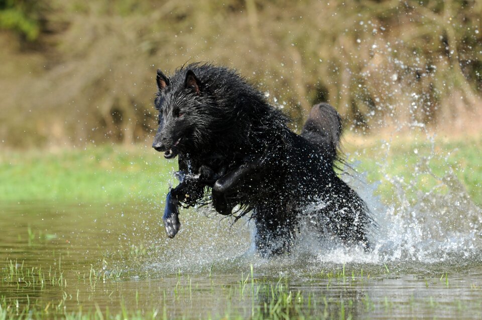 Belgian shepherd dog