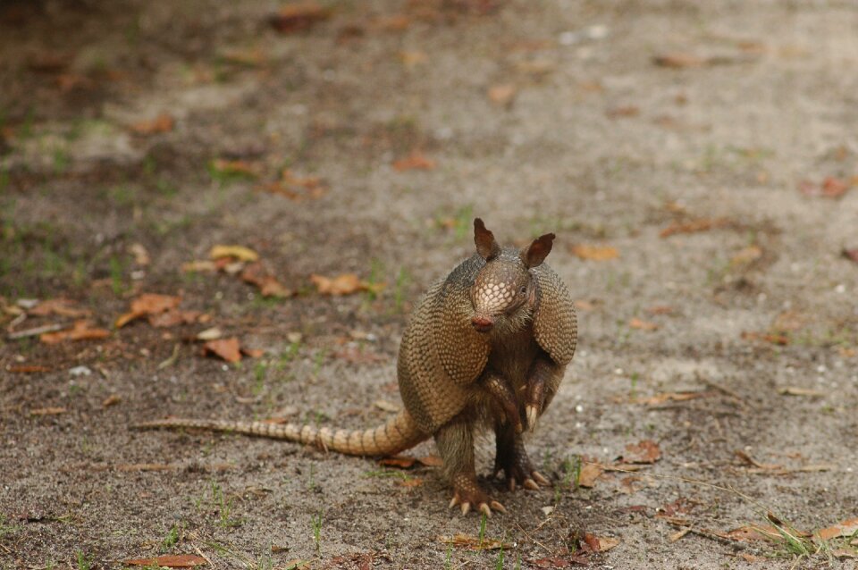 Armadillo animal