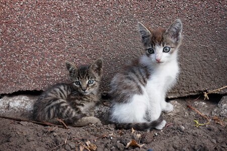 Cats kitten animal photo