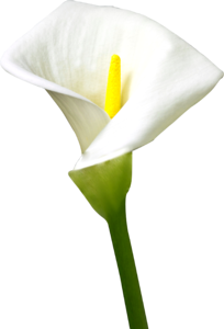 Calla lily flower photo
