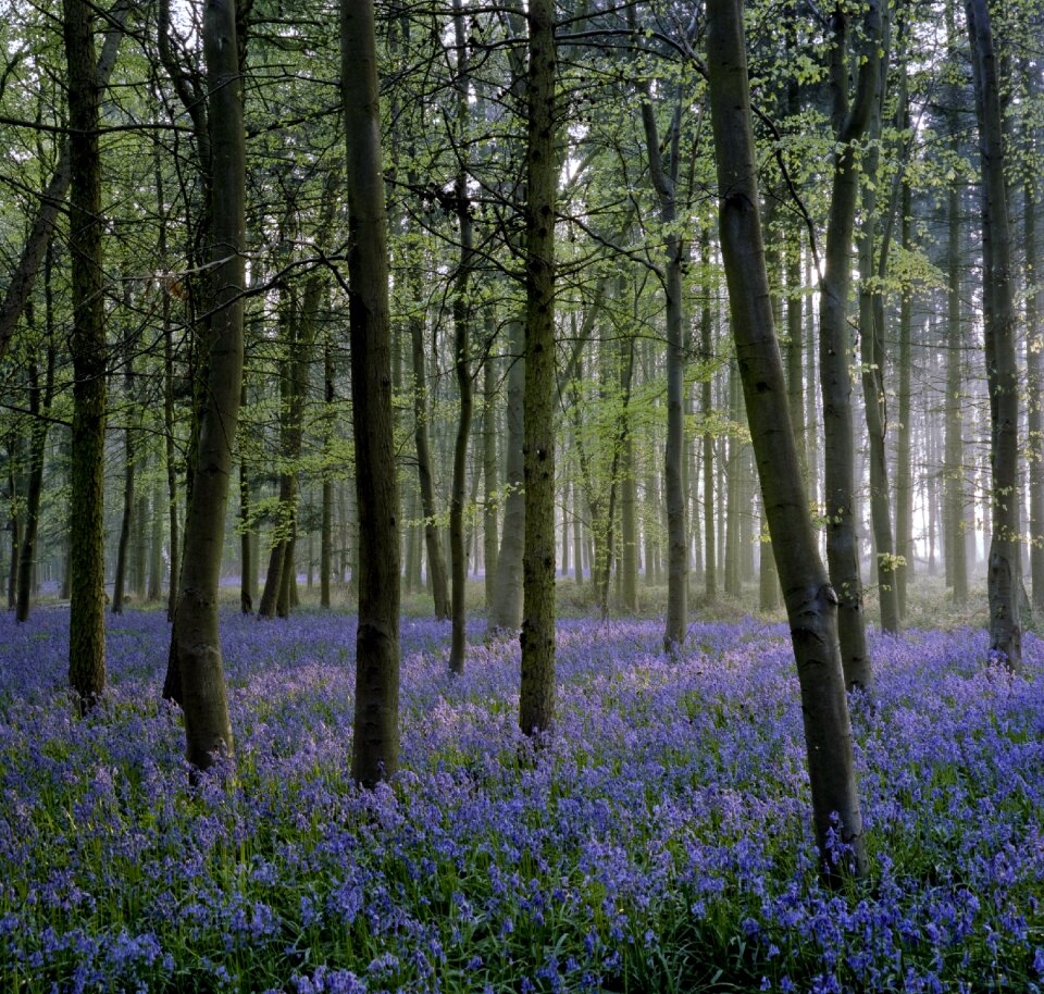 Bluebell wood