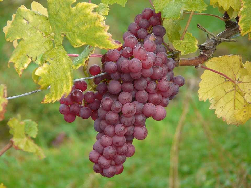 Wine cultivation plantation