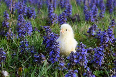 Chick bird flower photo