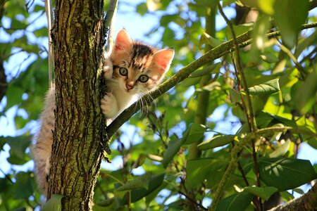 Cat kitten animal