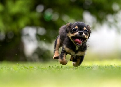 Chihuahua dog running