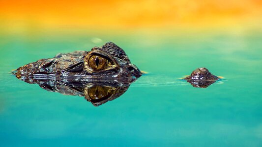 Crocodile alligator animal