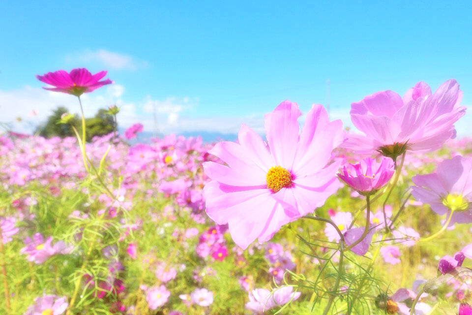 Cosmos flower fields