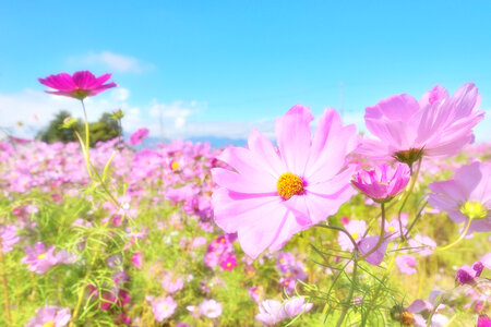 Cosmos flower fields photo