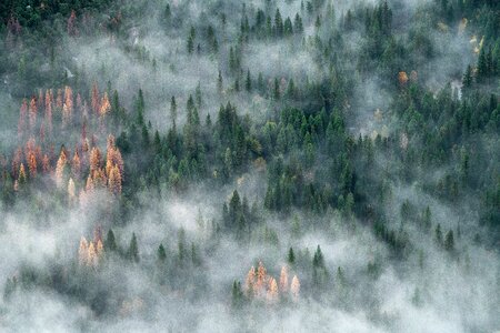 Fog forest yosemite valley photo