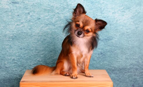 Chihuahua dog animal