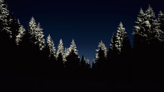 Coniferous forest night photo