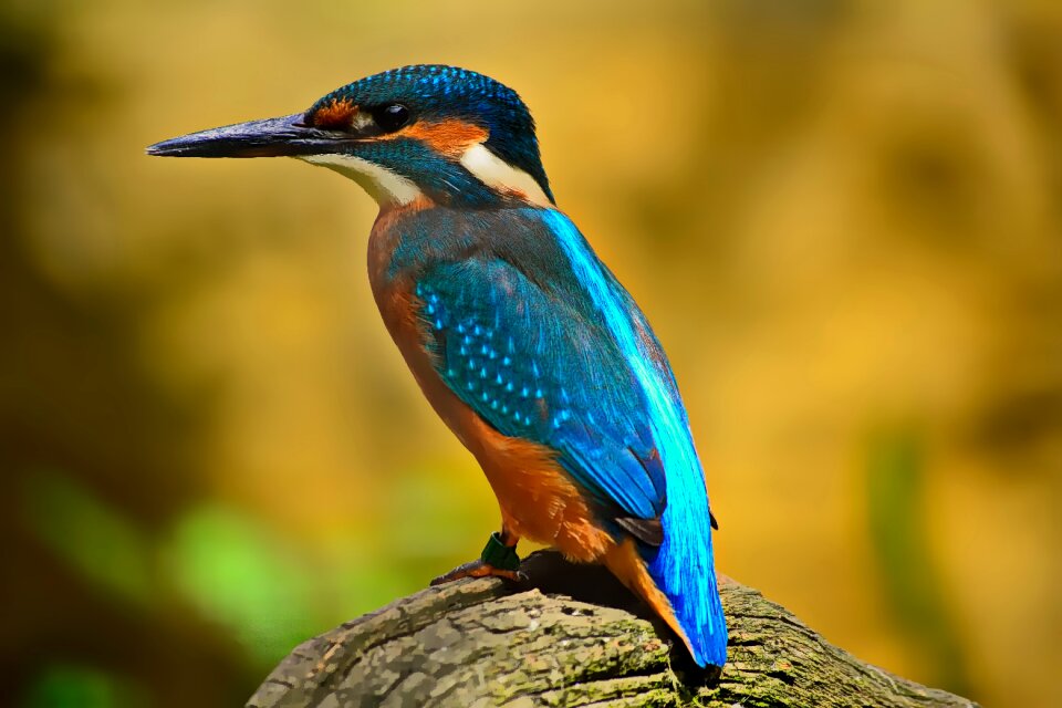 Common kingfisher bird