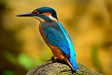 Common kingfisher bird