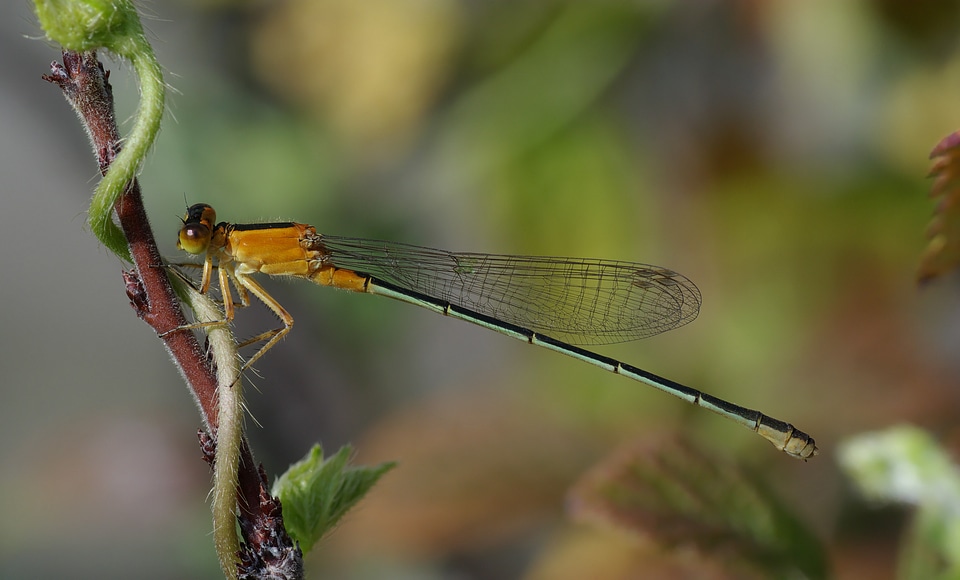 Coenagrionidae coenagrionidaeischnura senegalensis insect