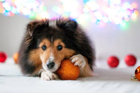 Dog animal