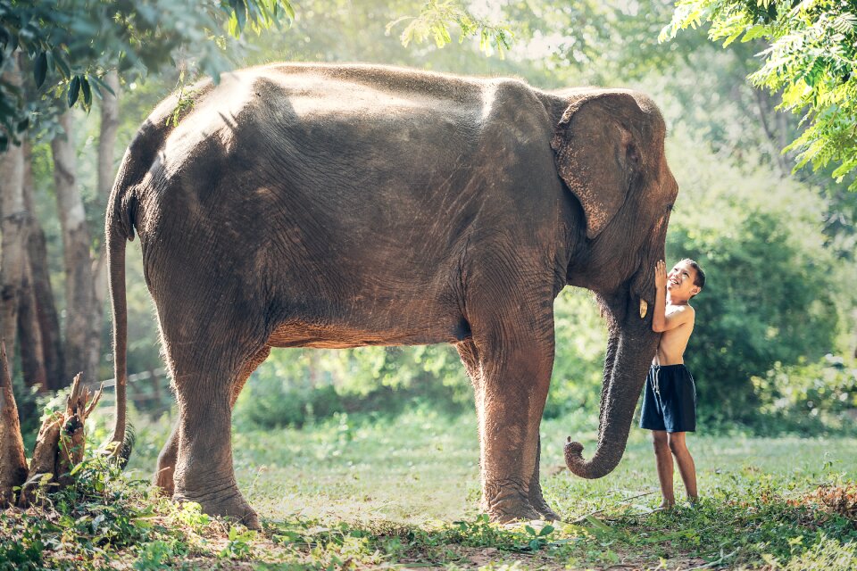 Elephant little boy child